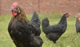 国产老鸡露脸视频,揭秘神秘幕后故事